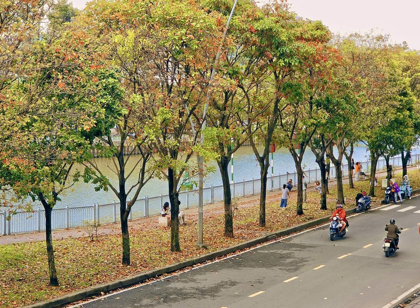 Bất ngờ có “mùa thu” tại TP. Hồ Chí Minh: giới trẻ rủ nhau săn lá vàng trên con đường ven kênh - Ảnh 12.