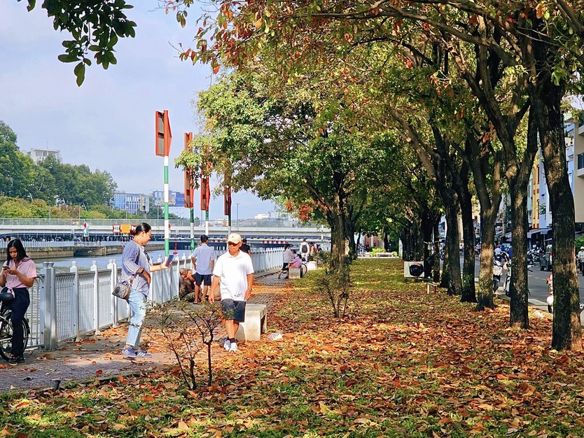 Bất ngờ có “mùa thu” tại TP. Hồ Chí Minh: giới trẻ rủ nhau săn lá vàng trên con đường ven kênh - Ảnh 11.