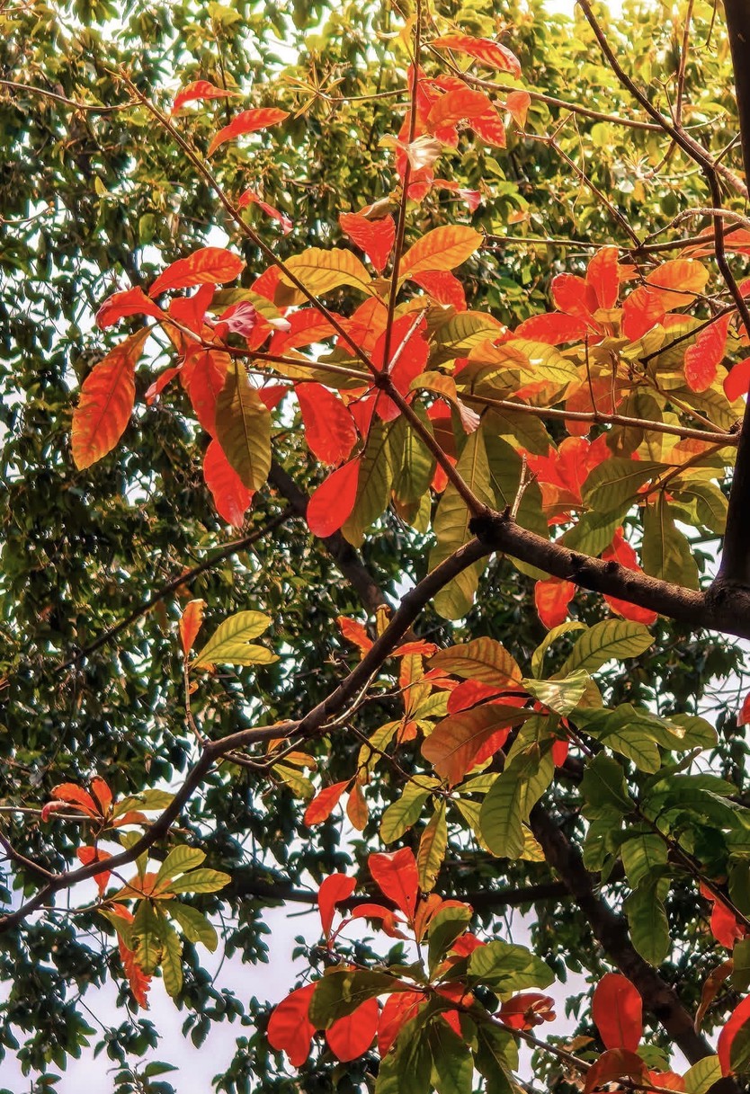 Bất ngờ có “mùa thu” tại TP. Hồ Chí Minh: giới trẻ rủ nhau săn lá vàng trên con đường ven kênh - Ảnh 15.