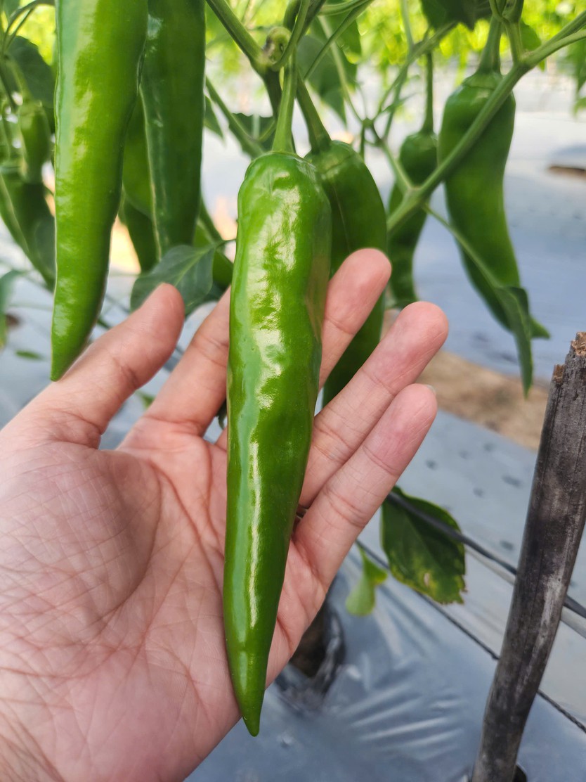 Từ phục hồi đến tự chủ: CJ và KOICA tiếp tục đồng hành cùng vùng nguyên liệu ớt Ninh Thuận - Ảnh 4.