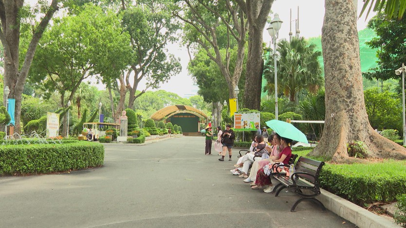 TP. Hồ Chí Minh: Bảo tồn cây di sản, gìn giữ mảng xanh đô thị - Ảnh 1.