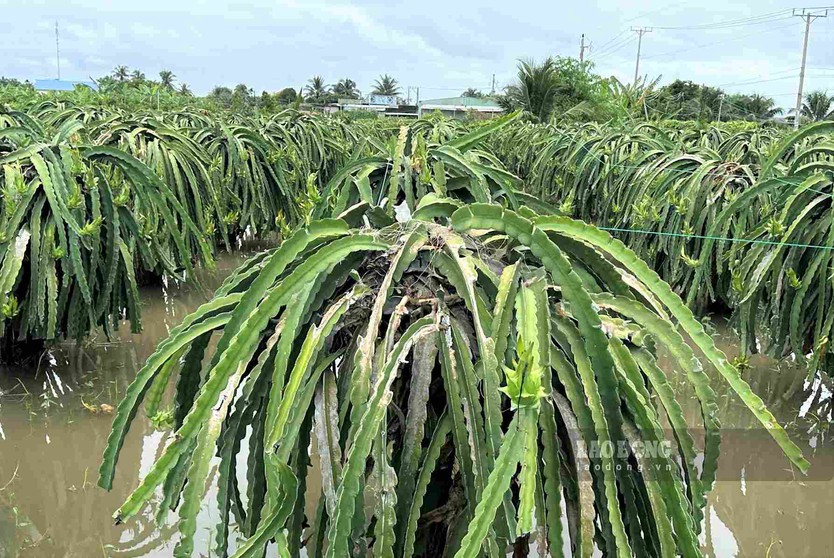 Mưa lớn gây thiệt hại khoảng 24 tỉ đồng tại Lâm Đồng - Ảnh 3.
