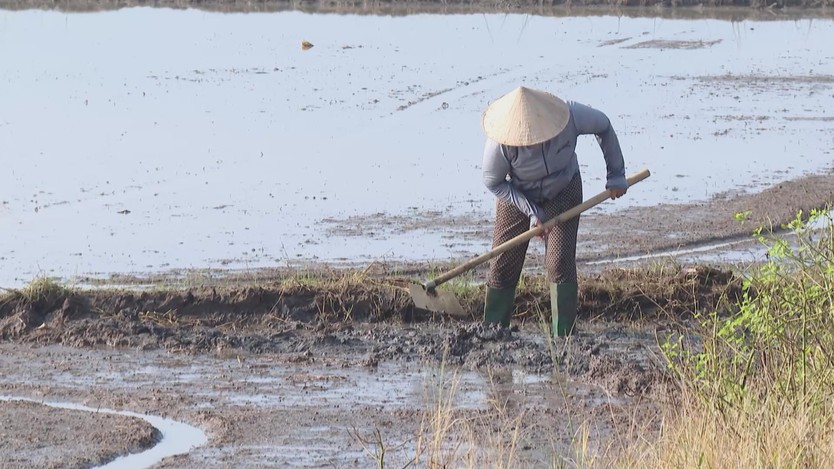 Khu vực phía Đông TP. Hồ Chí Minh khẩn trương khắc phục thiệt hại lúa mùa - Ảnh 3.