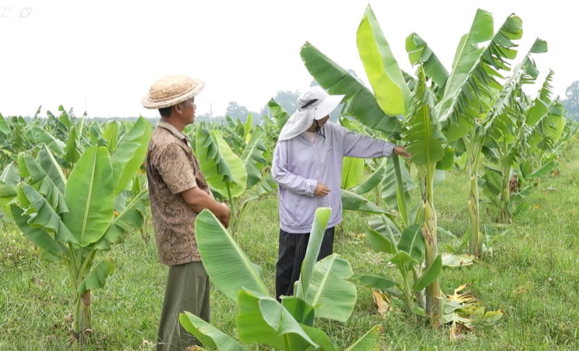 Chuối hột và hành trình kéo dài vòng đời nông sản | Cùng HTV hành động xanh - Ảnh 3.