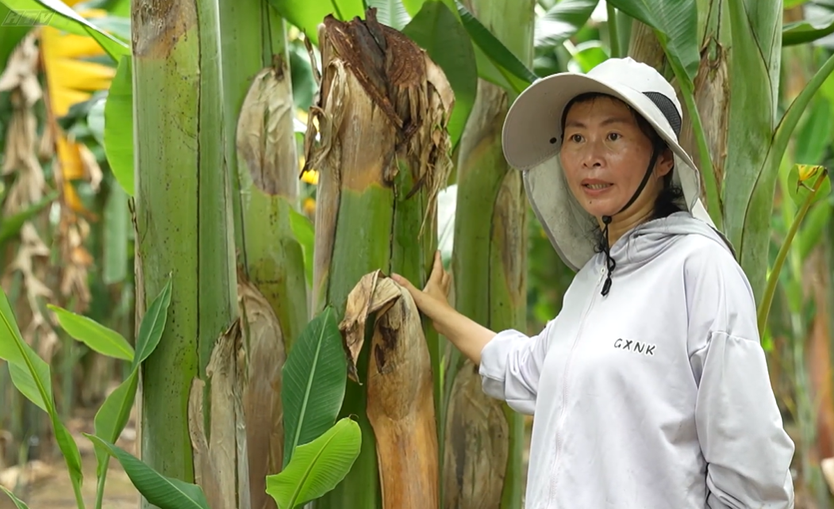 Chuối hột và hành trình kéo dài vòng đời nông sản | Cùng HTV hành động xanh - Ảnh 8.