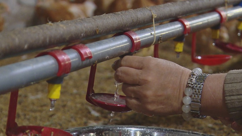 Đưa công nghệ vào chuồng trại, nâng hiệu quả chăn nuôi - Ảnh 8.