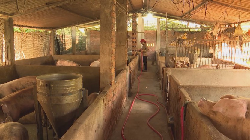 Kiểm soát mật độ chăn nuôi, hướng đến chăn nuôi bền vững - Ảnh 2.