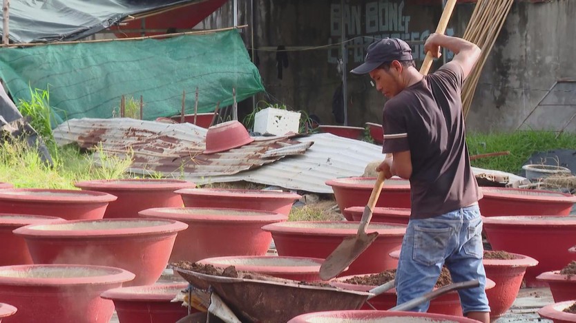 Làng hoa Kim Dinh sẵn sàng tất bật vào mùa hoa Tết - Ảnh 3.