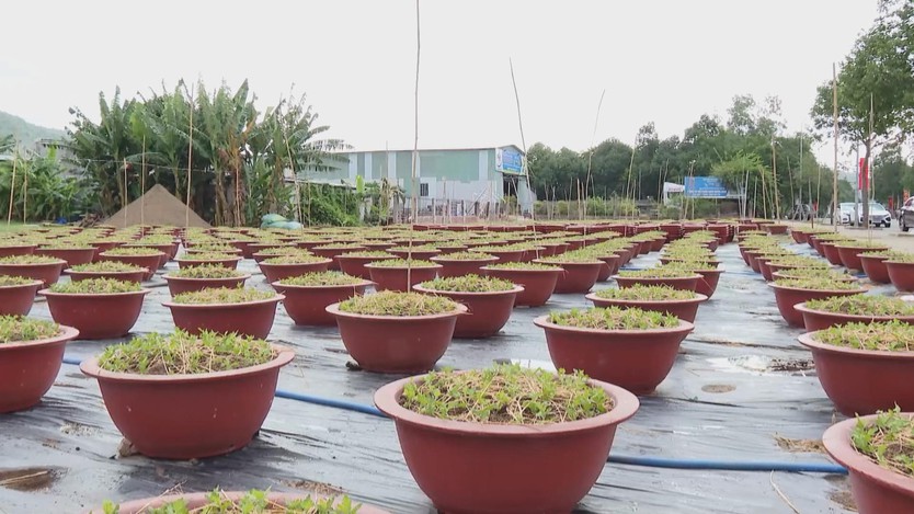 Làng hoa Kim Dinh sẵn sàng tất bật vào mùa hoa Tết - Ảnh 1.