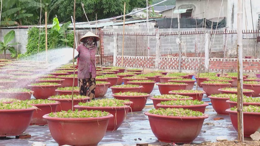 Làng hoa Kim Dinh sẵn sàng tất bật vào mùa hoa Tết - Ảnh 2.