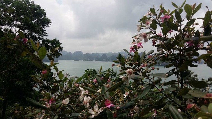 Thu phí thêm 3 tuyến vịnh Hạ Long, doanh thu kỳ vọng trở lại mức nghìn tỉ