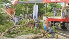 Chủ động phòng ngừa cây ngã đổ khi mưa bão bằng công tác cắt tỉa cây xanh