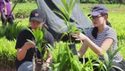 Lan tỏa giá trị kinh tế từ cây cau Quảng Ngãi