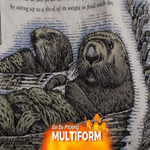 Mỹ: Taylor Swift mặc áo in hình rái cá biển gây sốt, mang về số tiền gây quỹ khổng lồ