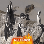 Cuộc chiến để bảo tồn loài chim cánh cụt Châu Phi quý hiếm