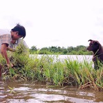 Em Trọng Khang: Cậu bé mồ côi bắt ếch kiếm tiền phụ giúp bà
