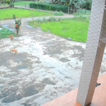 Quảng Trị: Nổ lớn tại ruộng lúa, nghi do bom đạn sót lại