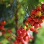 Giá nông sản hôm nay (10/11): Giá cà phê tăng mạnh