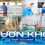 Vươn Khơi - Ngày 11/11/2025 | TP. Hồ Chí Minh: Ngành nuôi trồng thủy sản tăng cao