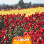 Cánh đồng hoa cúc nở rộ tại Lễ hội Seosan (Hàn Quốc)