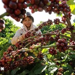 Hôm nay (17/11): Giá cà phê và hồ tiêu giảm