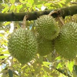 Cùng HTV Hành động xanh 2025 - Tập 19: Bộ sản phẩm tuần hoàn từ các phế phẩm sầu riêng