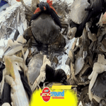 NewZround: 500 con cua đổ bộ tại Lễ hội cua Cà Mau TP. Hồ Chí Minh