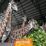 Trung Quốc: Vườn thú trang bị thiết bị sưởi ấm cho thú