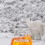 Công nghệ cao hỗ trợ bảo tồn gấu Bắc Cực