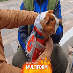 Peru: Cuộc thi thời trang cho... chuột lang