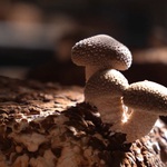 Việt Nam đi là ghiền - Mùa 4 - Tập 35: Trồng nấm hữu cơ tại Lạc Dương