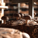 Việt Nam đi là ghiền - Mùa 4 - Tập 35: Khám phá "Vương quốc nấm" tại Lạc Dương