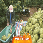 Xuất khẩu rau quả tăng tốc, kỳ vọng cán mốc tỷ đô trong năm 2025