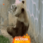 Gấu trúc nâu trắng Qi Zai “tập gym” chống rét âm 30°C