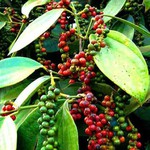 Giá hồ tiêu, cà phê giảm mạnh