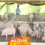 Tập trung phòng dịch bệnh cho đàn heo phục vụ thị trường Tết