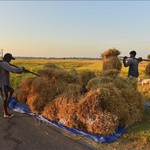 Gạo Ấn Độ từng bước mở rộng thị trường