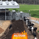 Úc áp dụng công nghệ vắt sữa bò tiên tiến