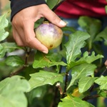 Việt Nam đi là ghiền - Mùa 4 - Tập 34: Đến Lạc Dương hái cà đắng, nấu cơm ngon cùng đồng bào K'Ho