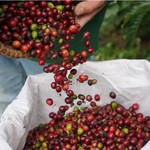 Hôm nay (8/12): Giá hồ tiêu tăng nhẹ