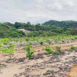 Phát động trồng rừng chung tay phòng, chống sa mạc hóa