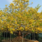 Mai vàng cổ thụ độc bản Việt Nam nhận kỷ lục Châu Á có gì đặc biệt?