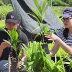 Lan tỏa giá trị kinh tế từ cây cau Quảng Ngãi