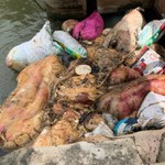 Xã Bình Hiệp, Gia Lai gửi thư xin lỗi người dân vì mùi hôi trong quá trình xử lý xác heo chết ở kênh mương
