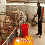 Người chăn nuôi chủ động phòng chống dịch tả heo Châu Phi