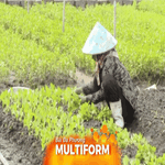 Rau rớt giá, lúa sâu hại: Nỗi lo mùa mưa chưa dứt