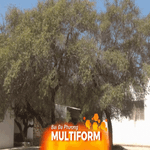 Cây argan Ma-rốc đang trên bờ vực tuyệt chủng