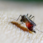Hơn 7.000 người bị nhiễm virus Chikungunya tại Trung Quốc