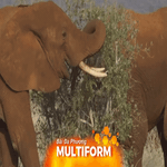 Ngày Voi Thế giới: Nông dân Kenya sống hòa hợp cùng voi