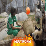 Cặp gấu trúc song sinh Jia Jia và De De mừng sinh nhật 1 tuổi